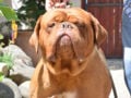 Dogue de Bordeaux puppy for sale
