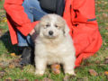 Great Pyrenees puppy