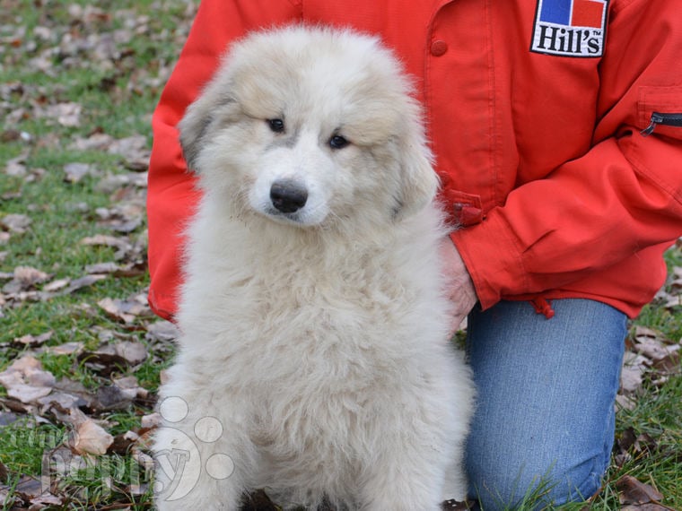 Great Pyrenees puppy for sale