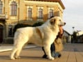 Gran Pirineo cachorro en venta