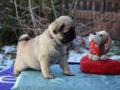 Pug puppy for sale