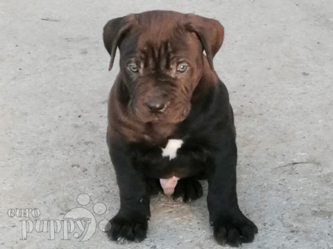 Perro de Presa Canario puppy