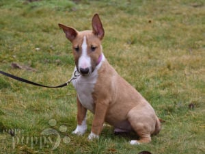 Bull Terrier Miniatura cachorro en venta