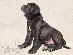 Canary sales mastiff price