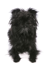 Affenpinscher