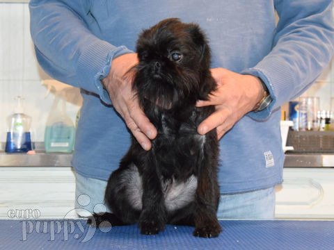 Brussels Griffon puppy for sale