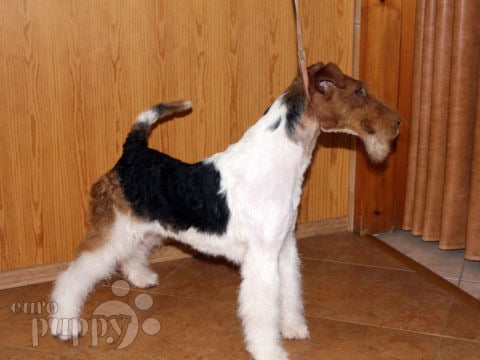 Fox Terrier cachorro en venta