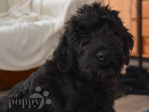 Schwarzer Russischer Terrier Welpen
