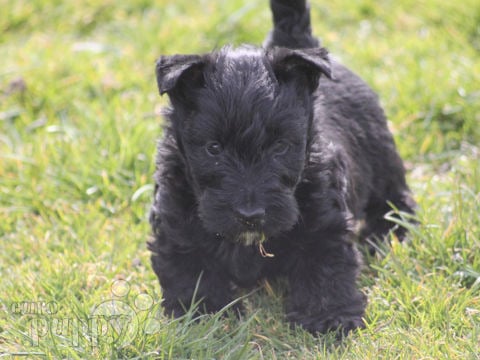 Scottish Terrier welpen kaufen