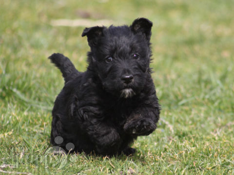 Terrier Escocés puppy