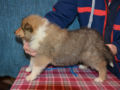 Collie puppy for sale
