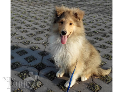 Collie puppy for sale