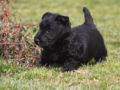 Scottish Terrier puppy