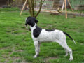 Pointer cachorro
