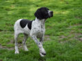 Pointer cachorro
