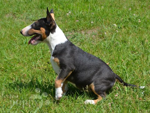 Bull Terrier Miniatura puppy