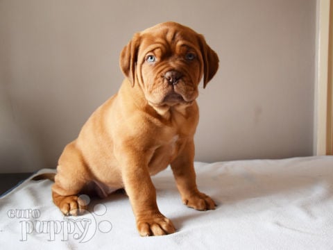 Dogo de Burdeos puppy