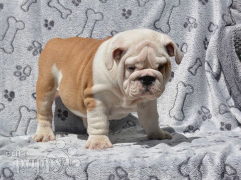 Bulldog Inglés cachorro en venta