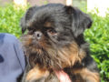 Brussels Griffon puppy