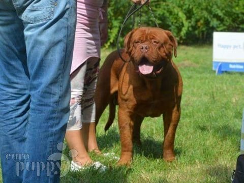 Dogo de Burdeos cachorro en venta