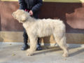 Komondor puppy for sale