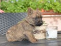 Cairn Terrier cachorro en venta