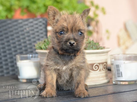Cairn-Terrier puppy