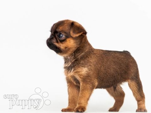 Brüsseler Griffon puppy