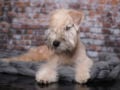 Soft Coated Wheaten Terrier puppy