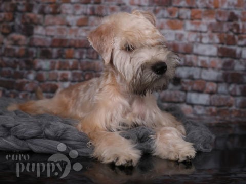 Soft Coated Wheaten Terrier puppy