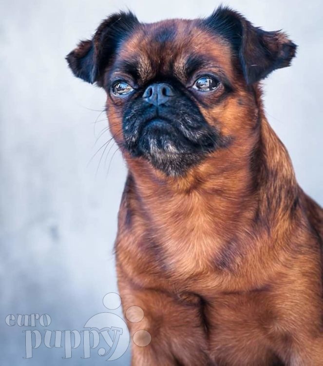 Rom - Brussels Griffon Puppy for sale | Euro Puppy