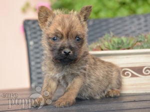 Cairn-Terrier welpen kaufen
