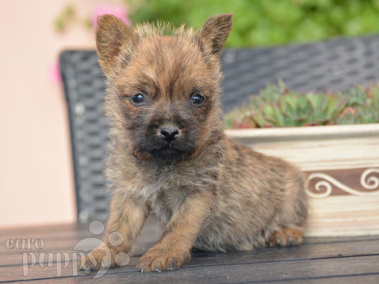 Cairn Terrier puppy