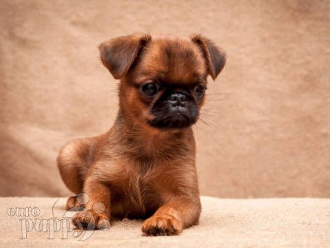 how much do brussels griffon puppies cost