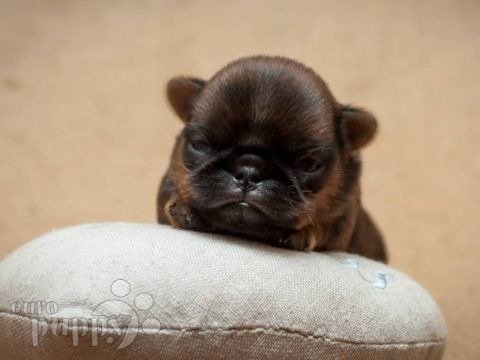 Brussels Griffon puppy for sale