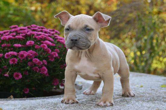 American Bully perro