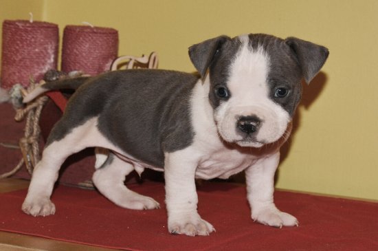 American Bully perro