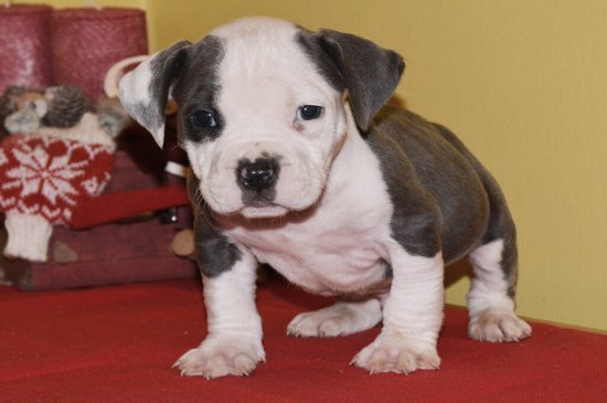 American Bully