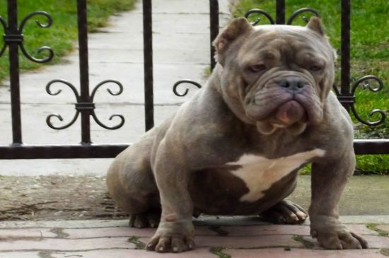 American Bully dog