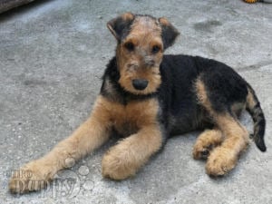 Airedale Terrier cachorro en venta