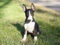 Miniature Bullterrier puppy