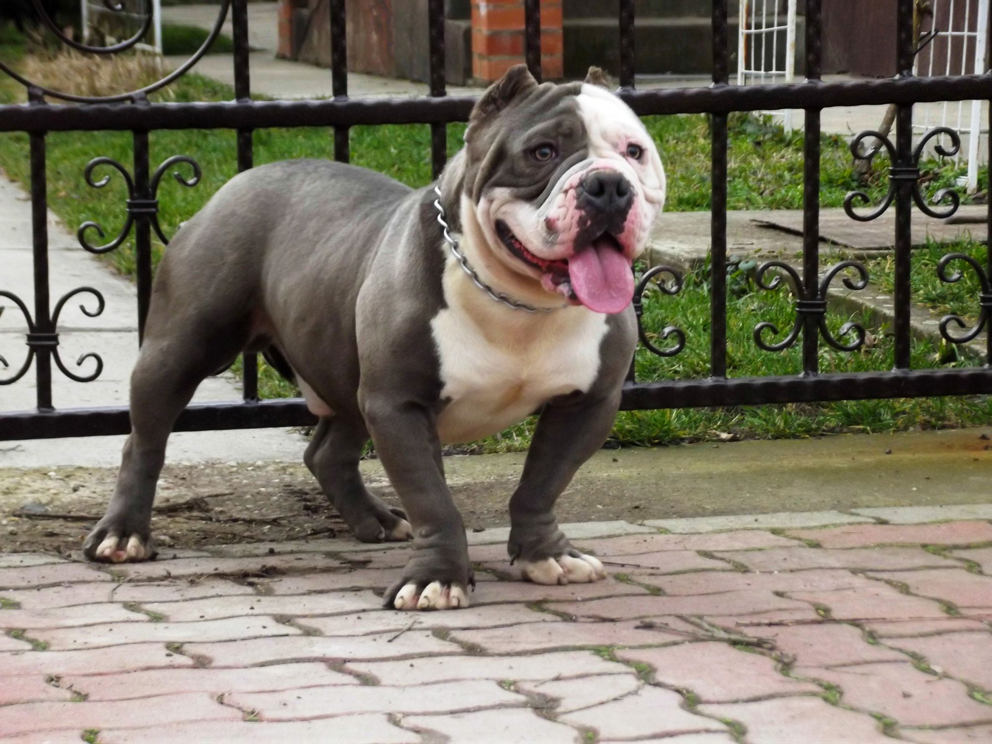 pelaje del American Bully