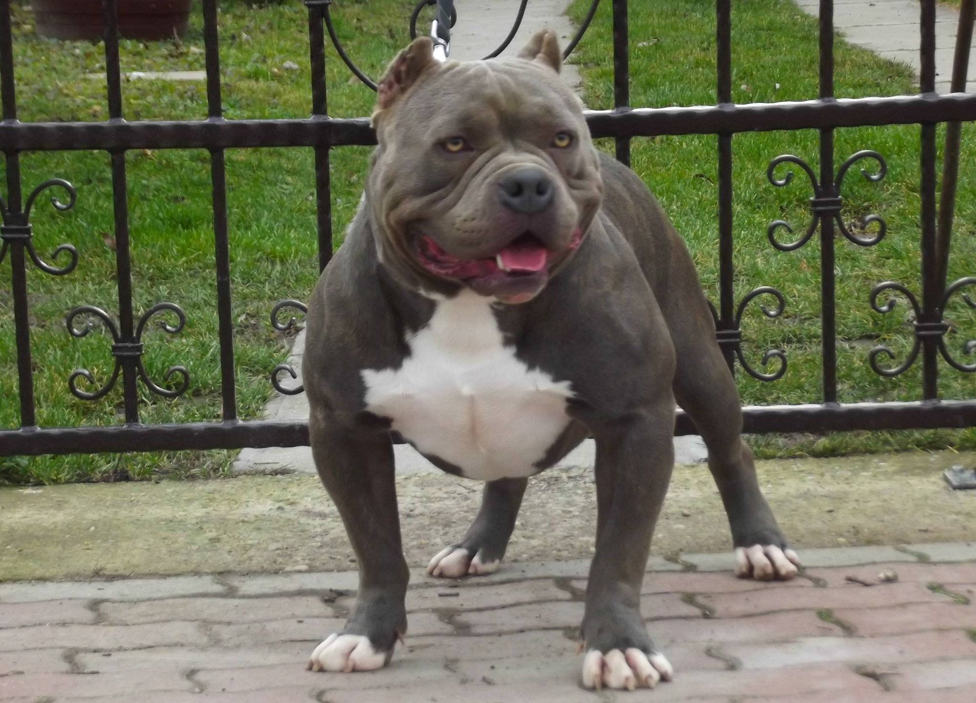 American Bully colores