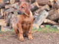 Ridgeback de Rodesia puppy