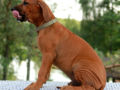 Rhodesian Ridgeback puppy for sale