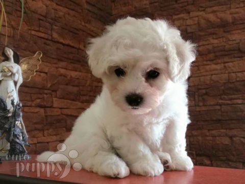 Bichón Frise puppy