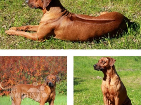 Ridgeback de Rodesia cachorro en venta