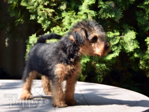 Welsh Terrier puppy for sale
