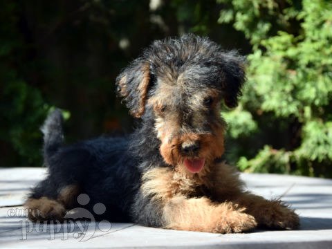 Welsh Terrier welpen kaufen