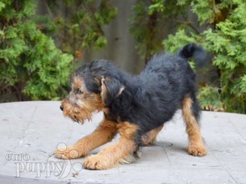 Welsh Terrier puppy